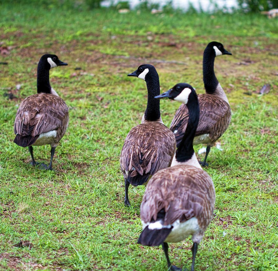 Beautiful Canada Geese Group  Photograph by Kathy Clark