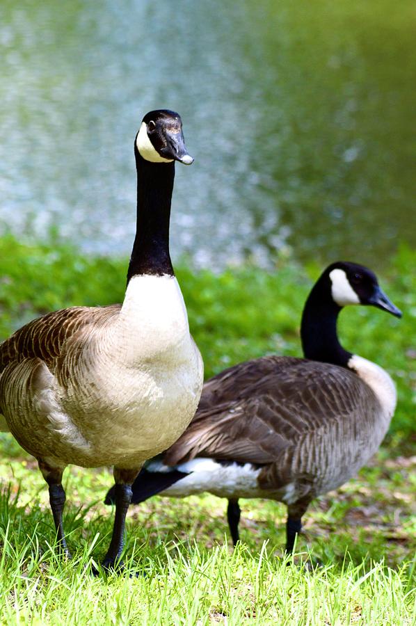 Beautiful Canadian Geese Photograph by Warren Thompson