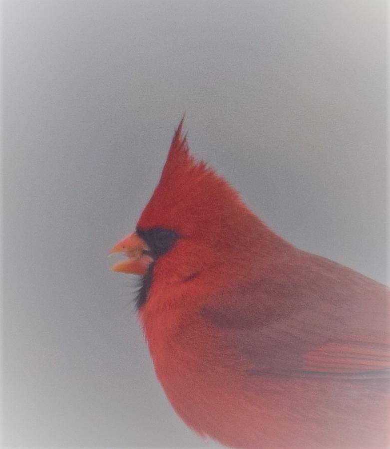 Beautiful Cardinal Face Photograph by Suzanne Taylor - Pixels