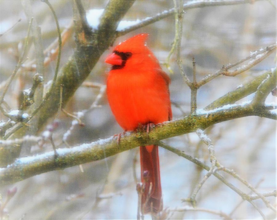 Beautiful Cardinal Photograph by Melissa Mistretta - Fine Art America