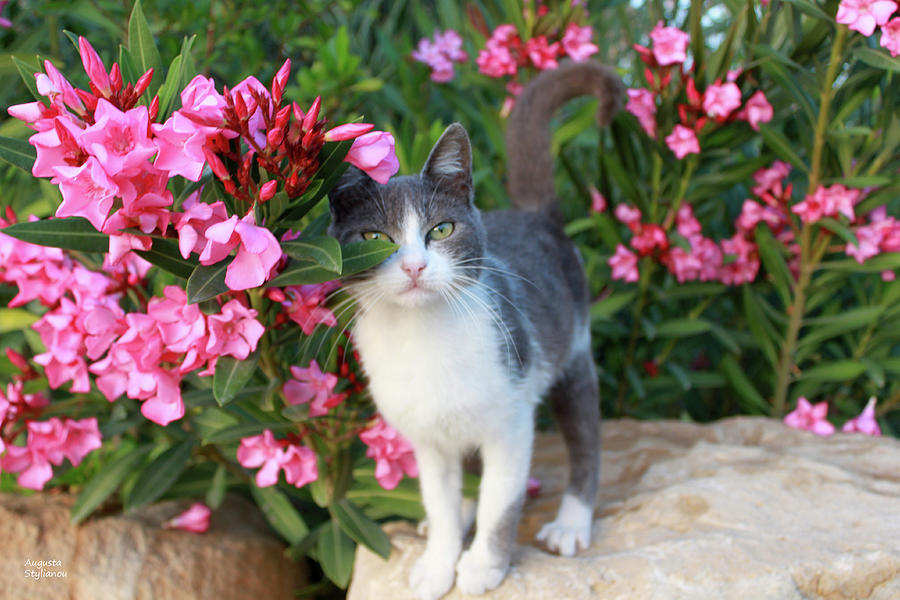 Beautiful Cat with flowers Photograph by Augusta Stylianou