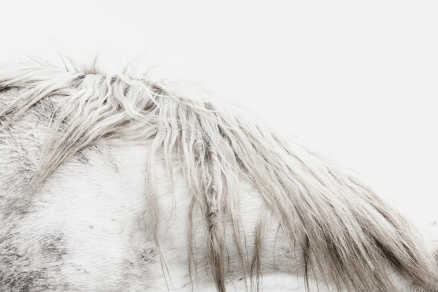 Beautiful Chaos I - Horse Art Photograph by Lisa Saint