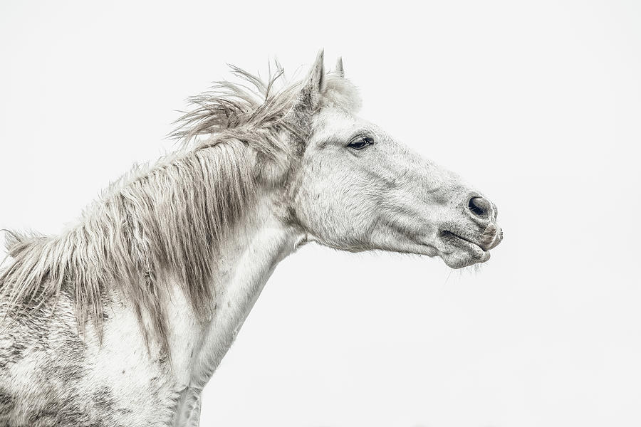Beautiful Chaos III - Horse Art Photograph by Lisa Saint
