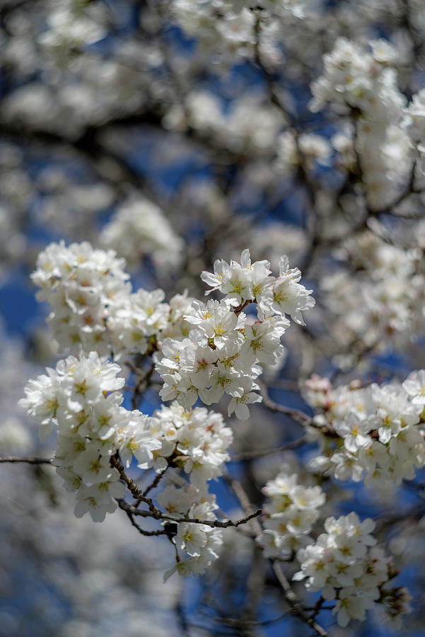 Beautiful Cherry Blossom Blooms Photograph by Lori Coleman