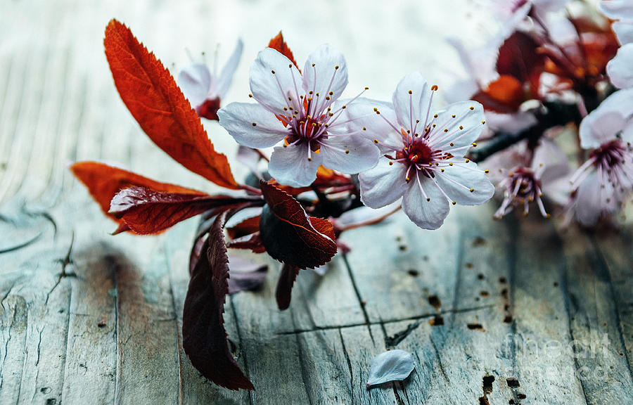 Beautiful cherry blossom branch on vintage wooden table. Closeup Photograph by Jelena Jovanovic