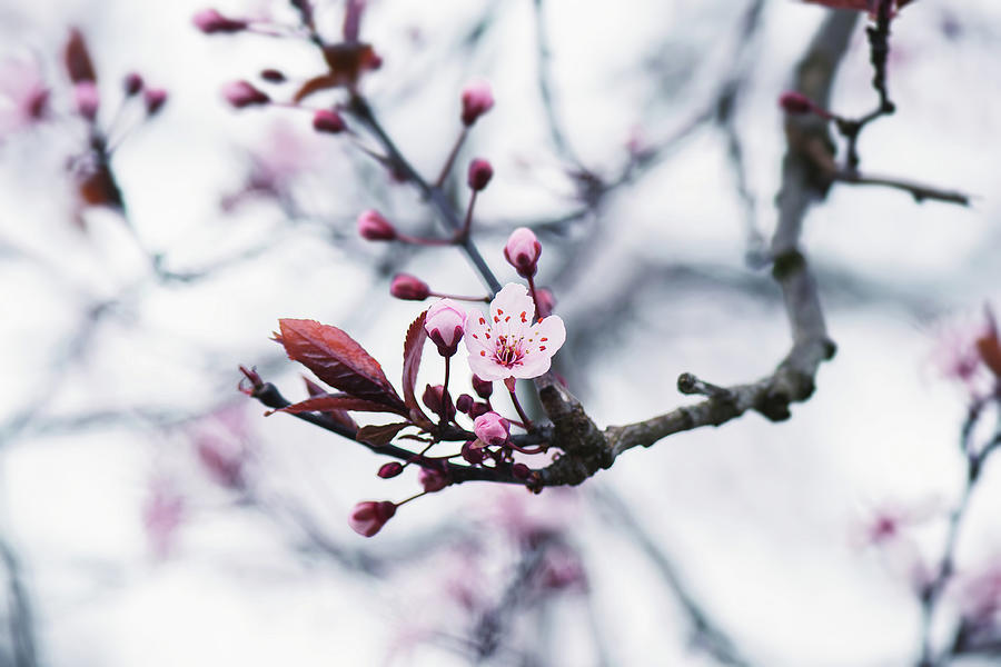 Beautiful Cherry Blossom - Hill Cherry Photograph by Ashira Vision ...