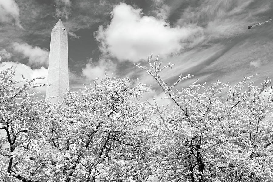 Beautiful Cherry Blossom Trees at the Washington Monument Washington DC Black and White Photograph by Toby McGuire