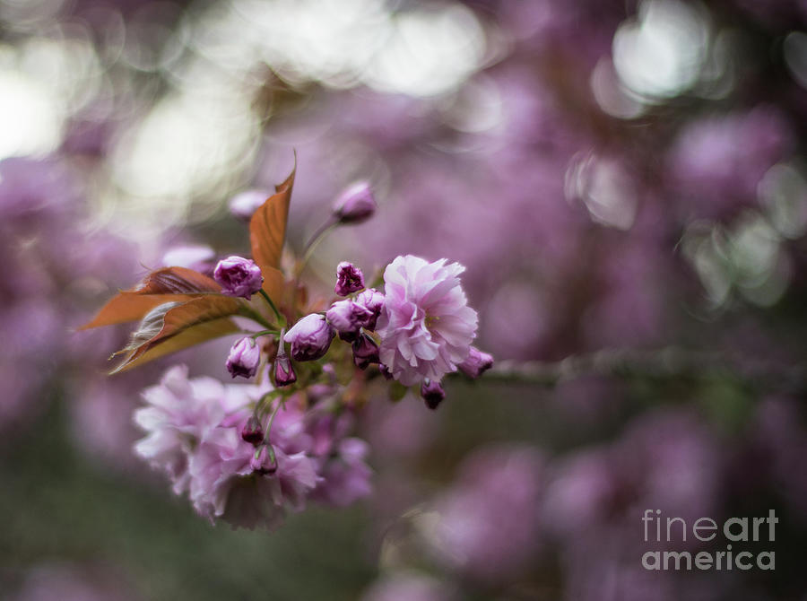 Cherry Blossoms Photograph - Beautiful Cherry Blossoms Closeup by Mike Reid