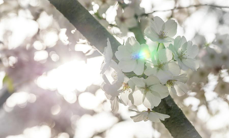 Beautiful Cherry Blossoms Photograph by Rachel Morrison