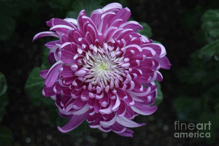 Beautiful Chrysanthemum Photograph by Jeannie Rhode