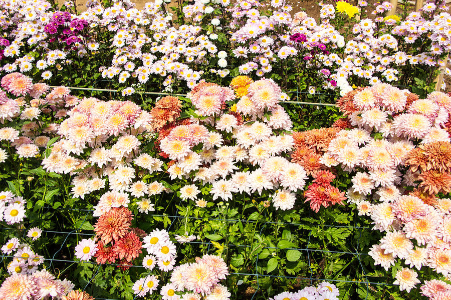 Beautiful Chrysanthemum Photograph by Jukree