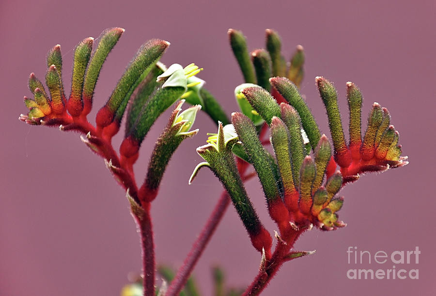 Beautiful close up of Australian red and green Kangaroo Paw flower, against a pink purple background Photograph by Milleflore Images