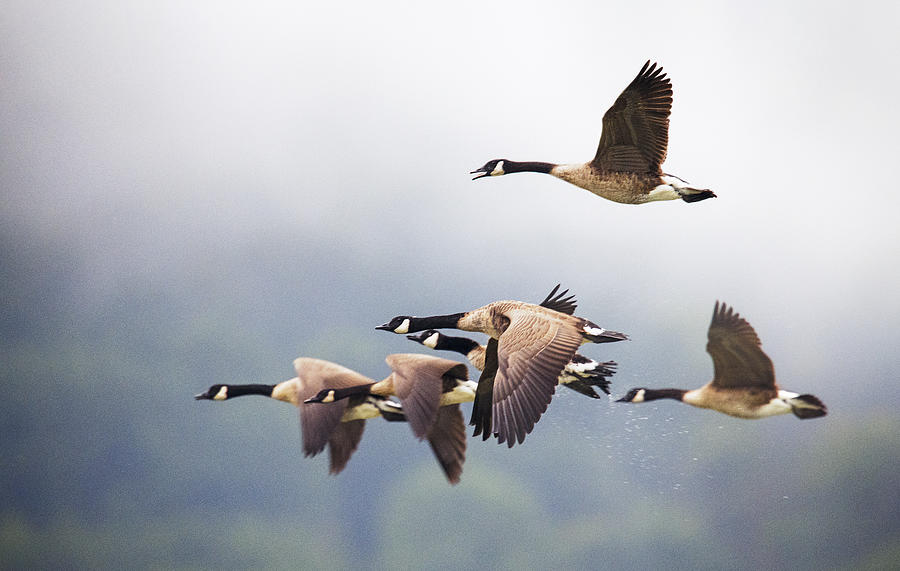 Beautiful Close Up of Geese in Flight Against Mountains in Pennsylvania Photograph by Vicki Jauron, Babylon and Beyond Photography