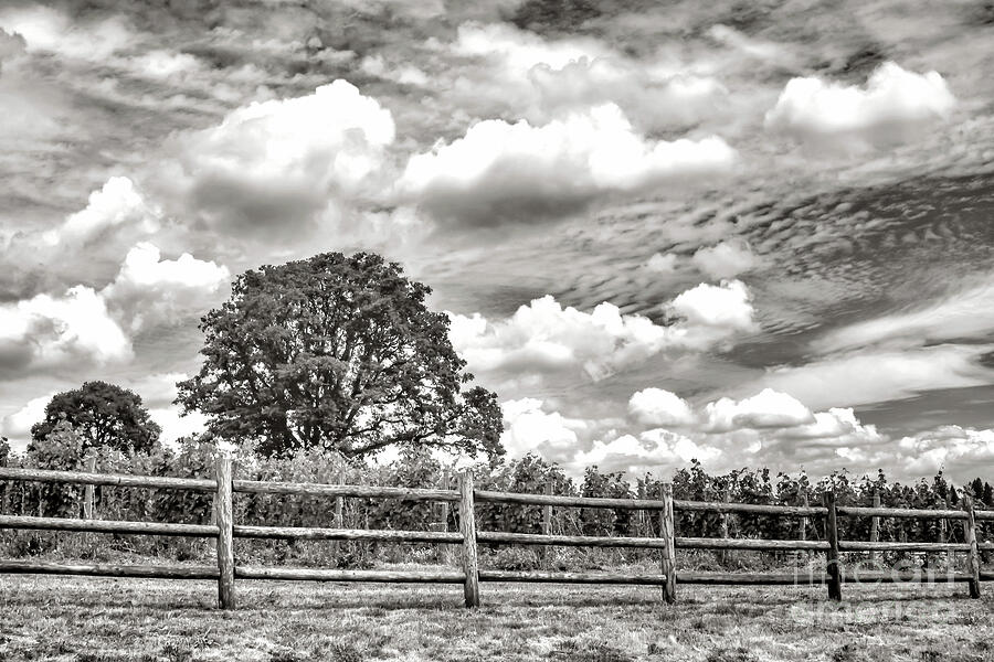 Tree Photograph - Beautiful Cloud Over Stoller Vineyards 1 - Black And White by Jack Andreasen