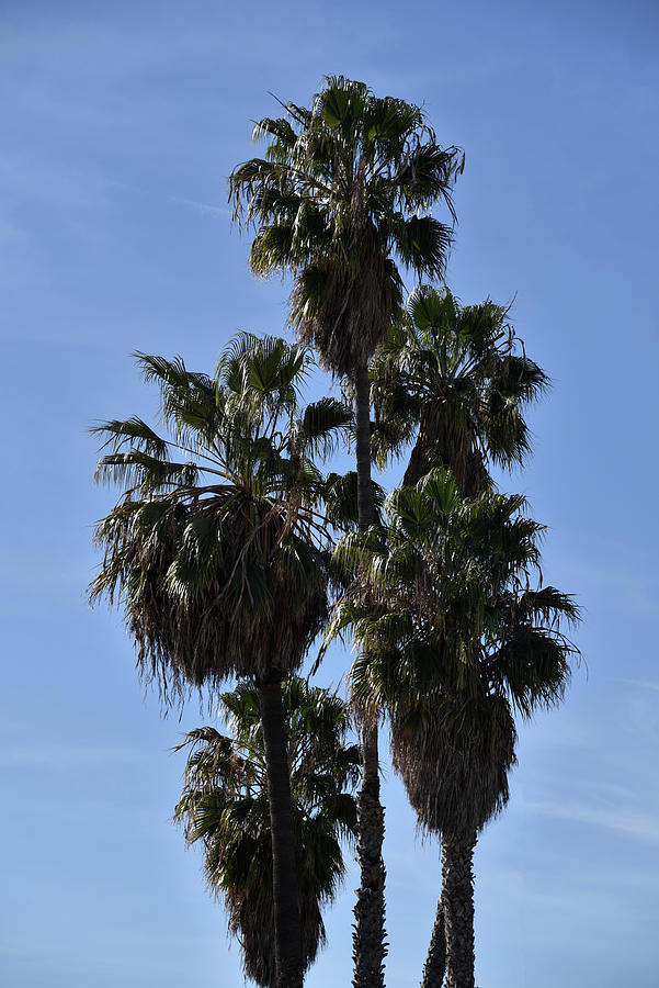 Beautiful cluster of palm trees Photograph by Mark Stout