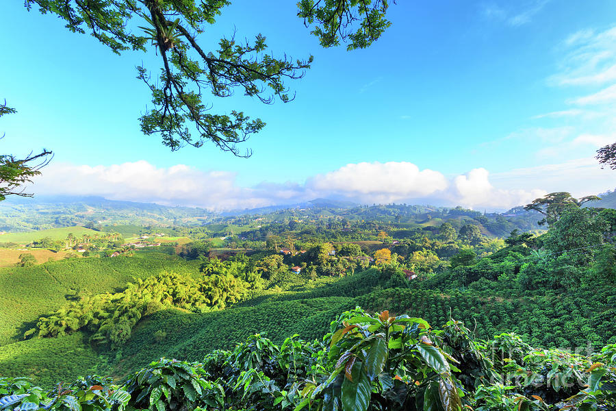 Beautiful Colombian Coffee View Photograph By Danaan Andrew Fine Art   Beautiful Colombian Coffee View Danaan Andrew 