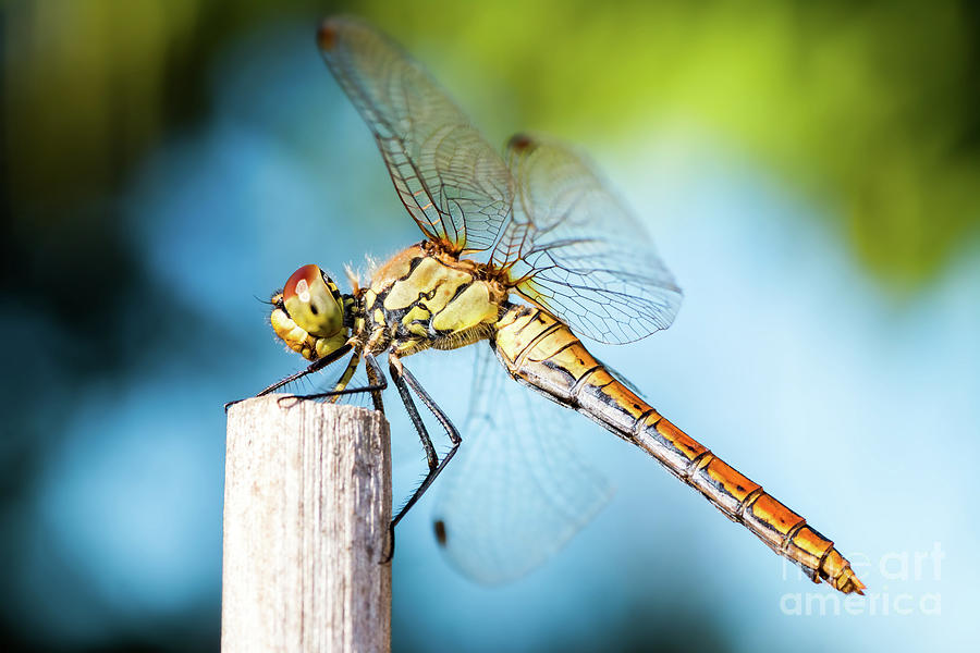 Beautiful colorful dragonfly insect resting on dried bamboo stick in summer taken in macro Photograph by Gregory DUBUS