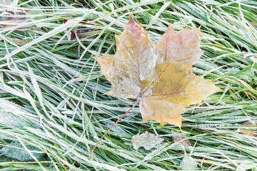 Beautiful, colorful, soft maple leaf has frozen in the meadow. Photograph by FotoDuets