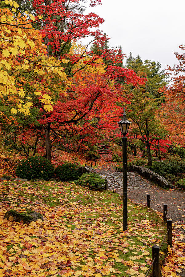 Beautiful Colors in Seattle Japanese Garden Digital Art by Michael Lee