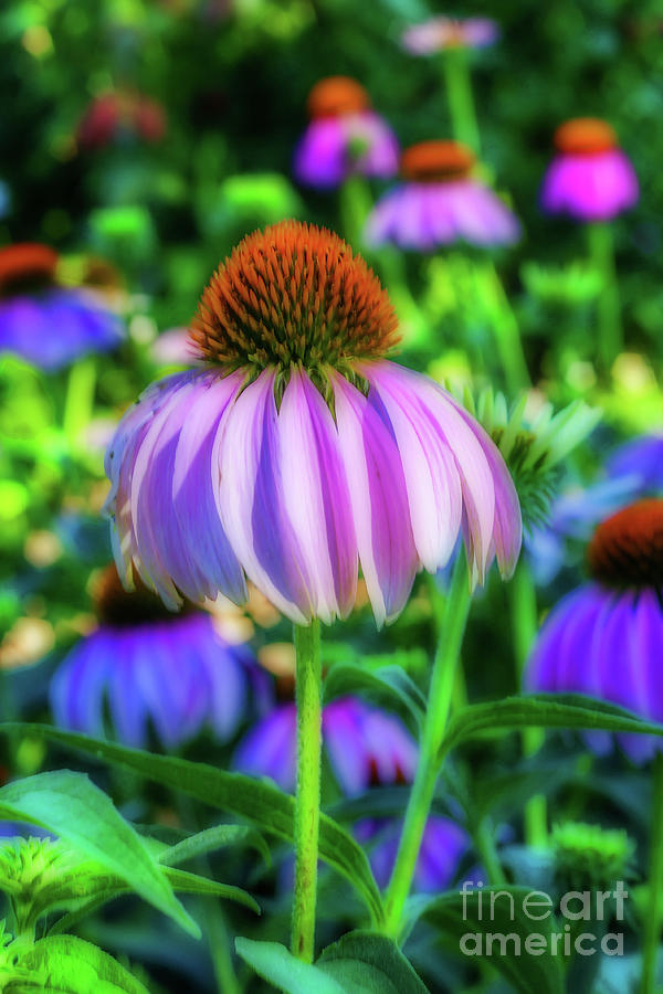 Beautiful Cone Flower by Tony Baca Beautiful Cone Flower by Tony Baca