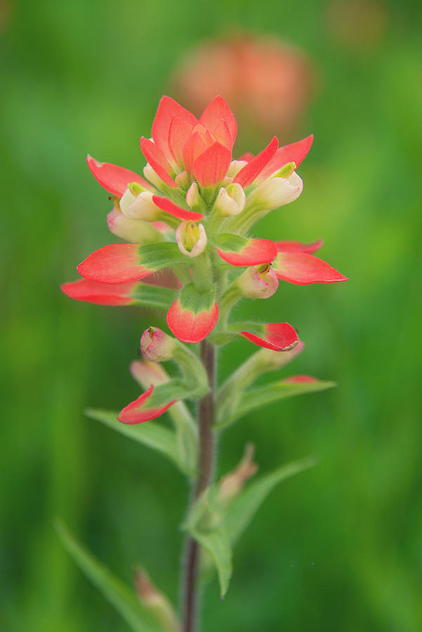 Beautiful Coral Paintbrush Photograph by Lynn Bauer