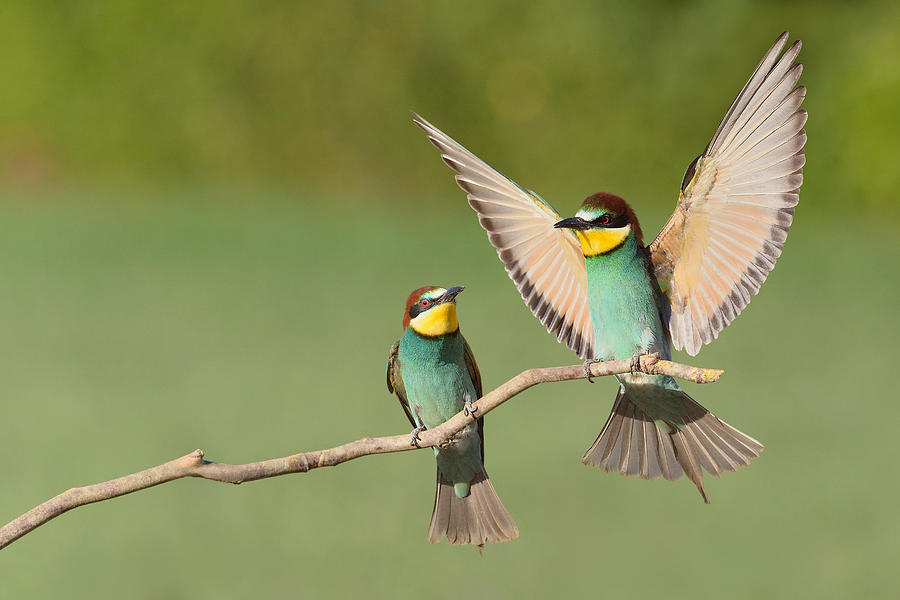 Beautiful couple bee-eaters Photograph by Edoardogobattoni.net