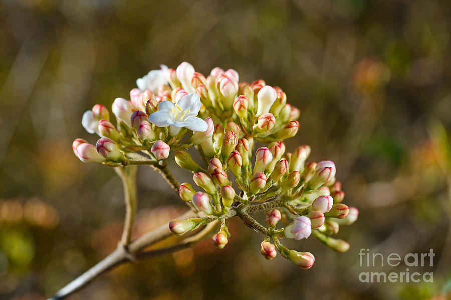 Beautiful Crabapple Buds and A Flower Photograph by Joy Watson
