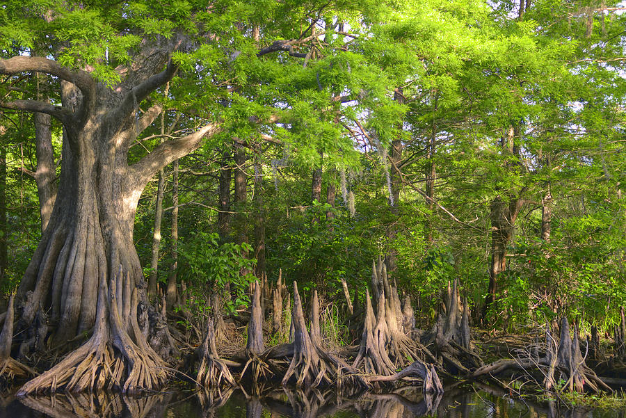 beautiful cypress of Florida Photograph by Alison Belsan Horton