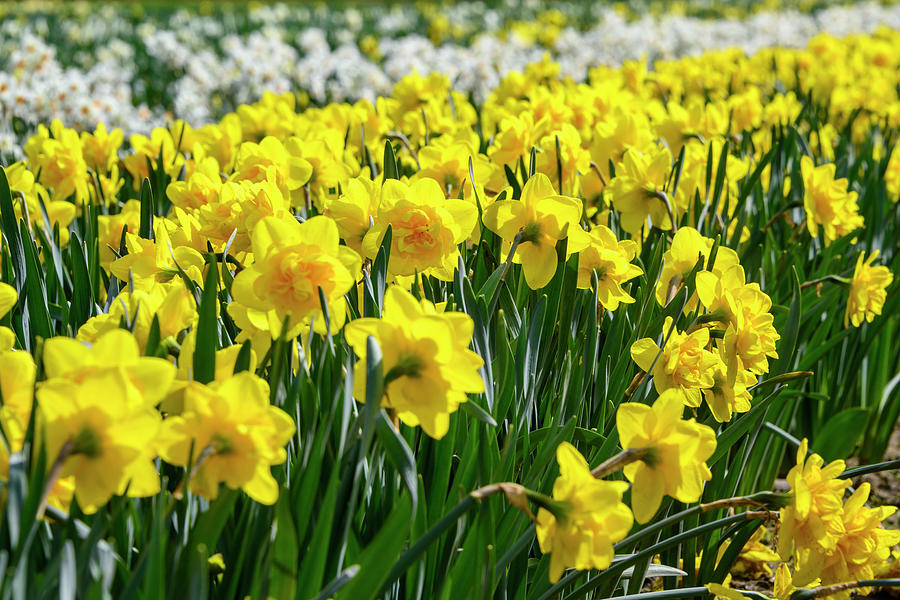 Beautiful Daffodil Field. Photograph