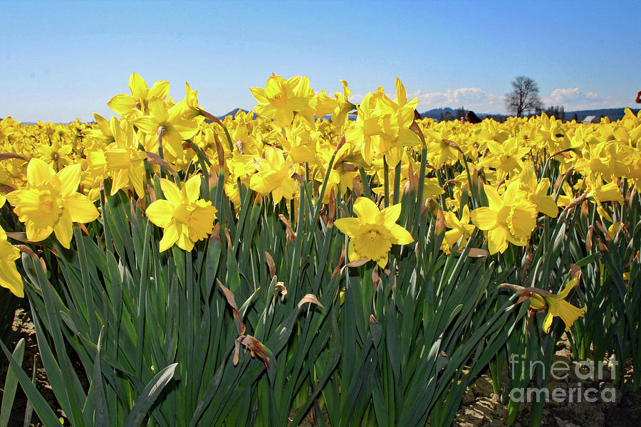 Beautiful Daffodils Photograph by Norma Appleton