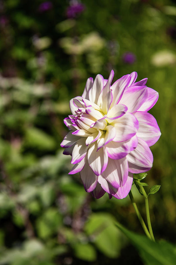 Beautiful Dahlia Photograph by Rose Guinther