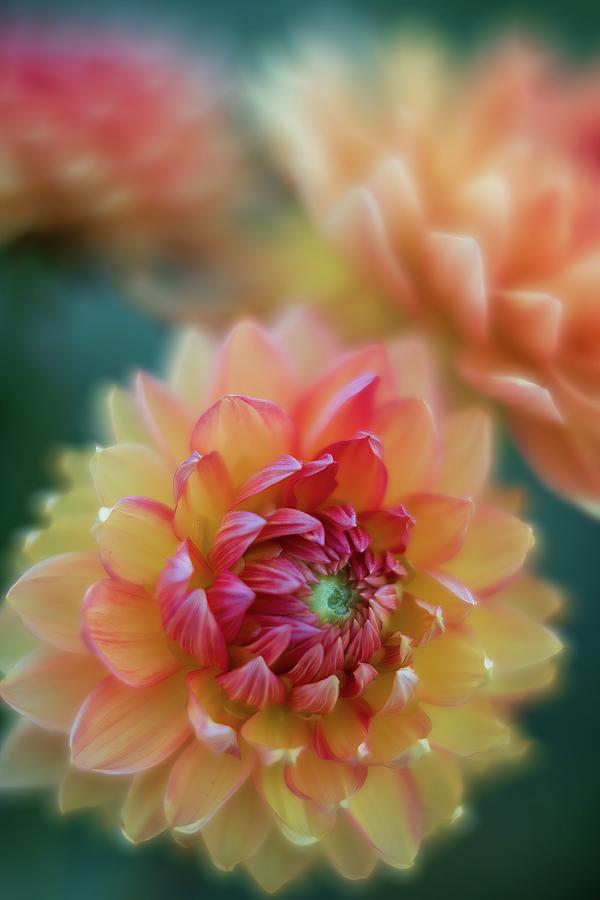 Beautiful Dahlias In Abstract Photograph