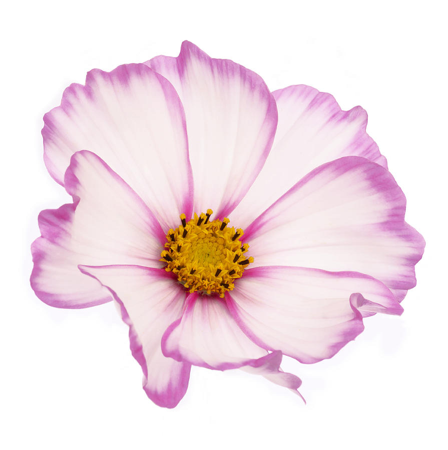Beautiful dainty pink cosmos flower Photograph by Rosemary Calvert