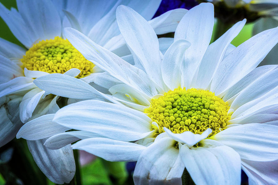 Beautiful Daisies Photograph by Donald Pash
