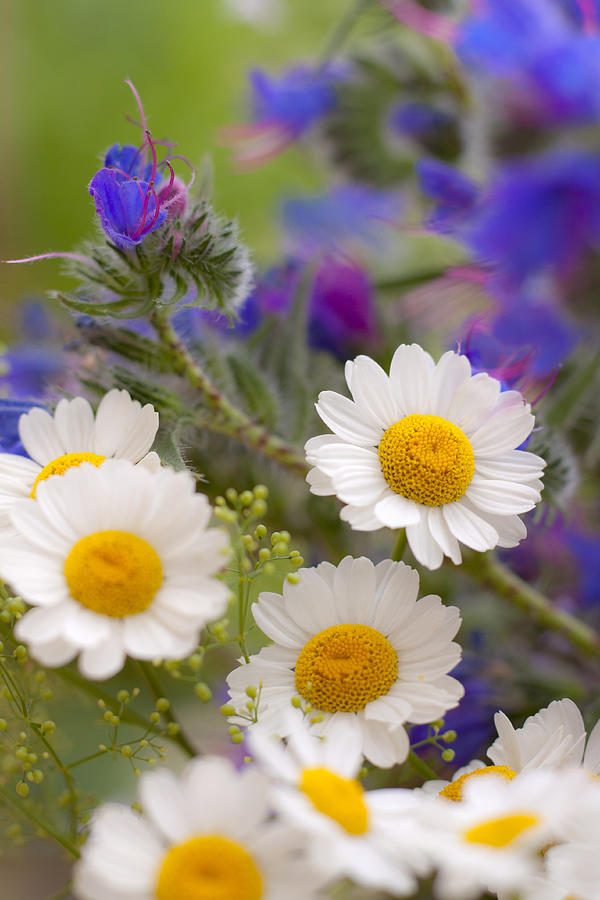 Beautiful daisy flowers Photograph by Suze777