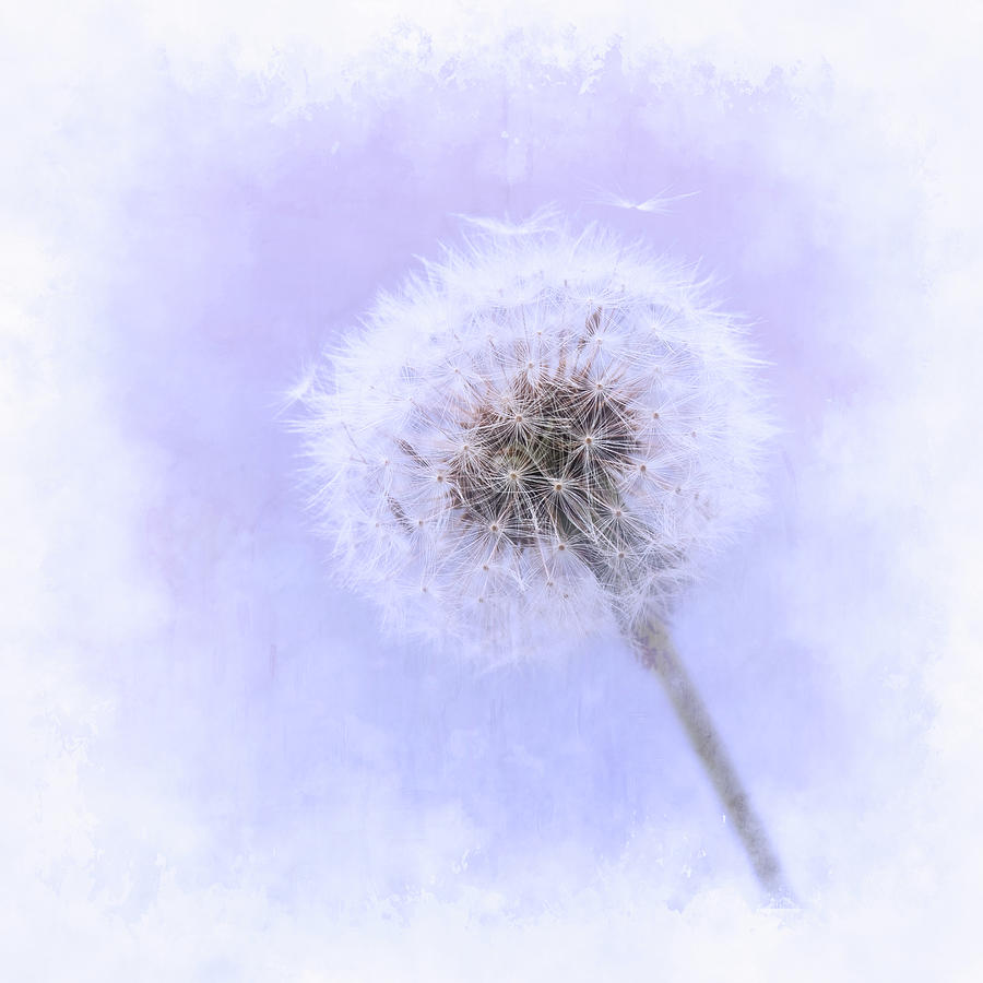 Beautiful Dandelion clock with textured background. Photograph by Sue Leonard