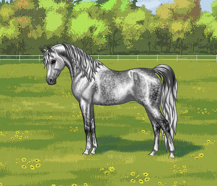 Beautiful Dapple Grey Arabian Horse Standing Digital Art