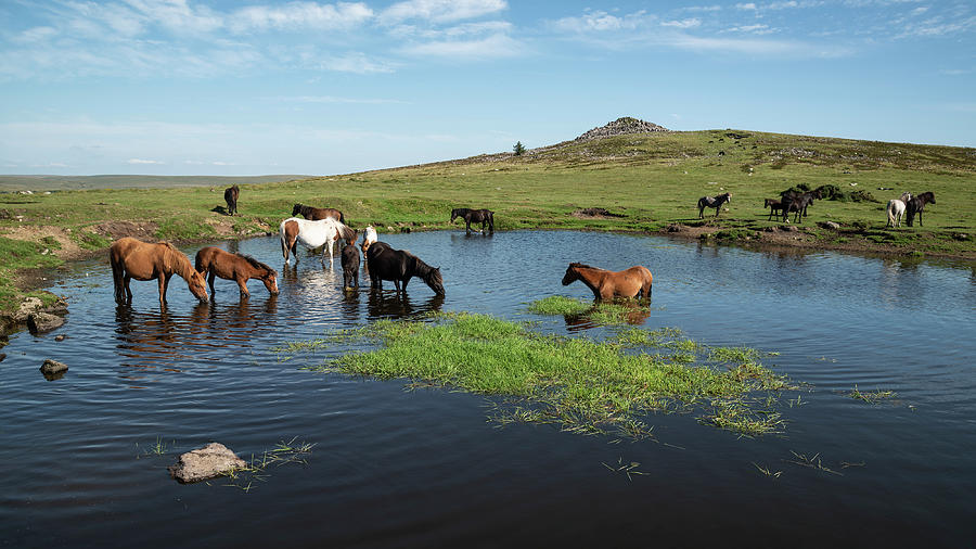 Beautiful Dartmoor Ponies With Foals, Take A Refreshing Dip And Photograph