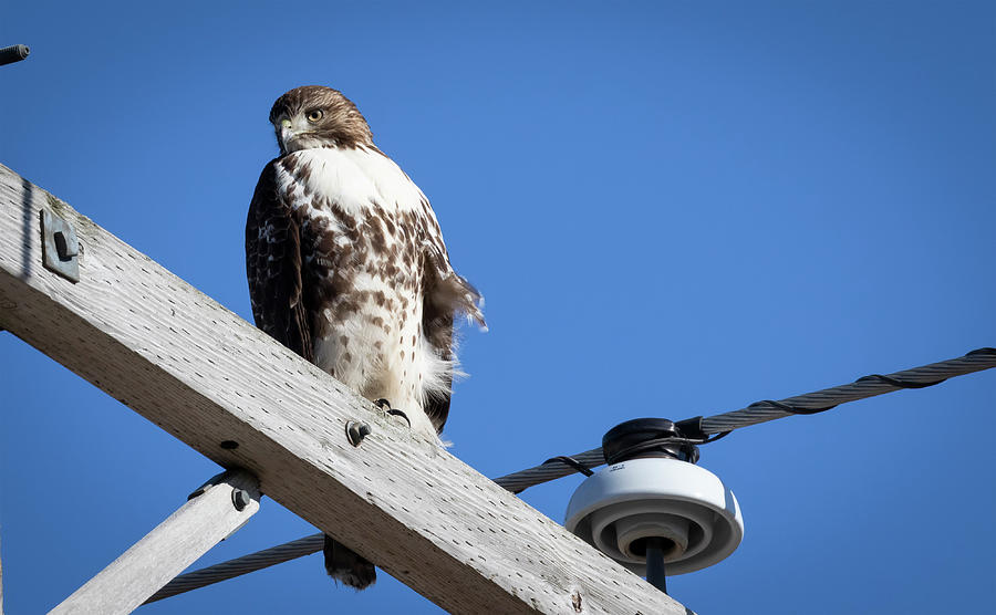 Beautiful Day For a Red-tailed Hawk Photograph by Ricky L Jones - Fine ...