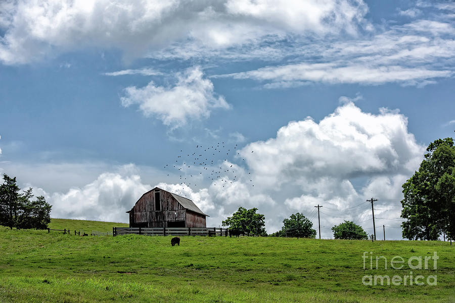 Beautiful Day on the Farm Photograph by Nicki McManus