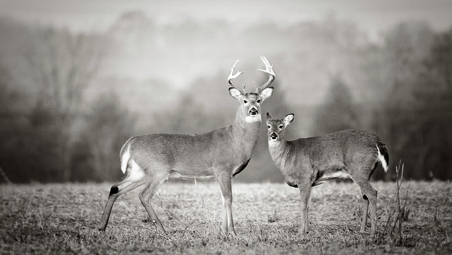 Beautiful Deer Couple In Field Photograph