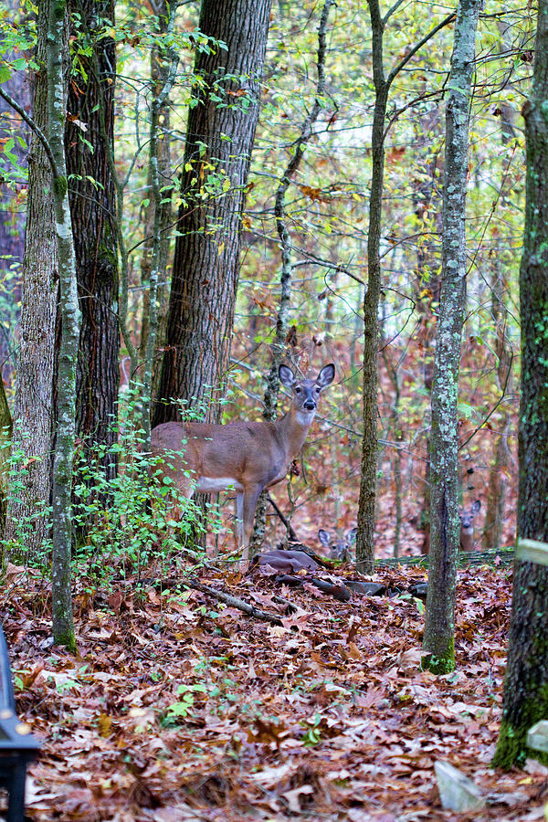Beautiful Deer in the Forest Photograph by Kathy Clark