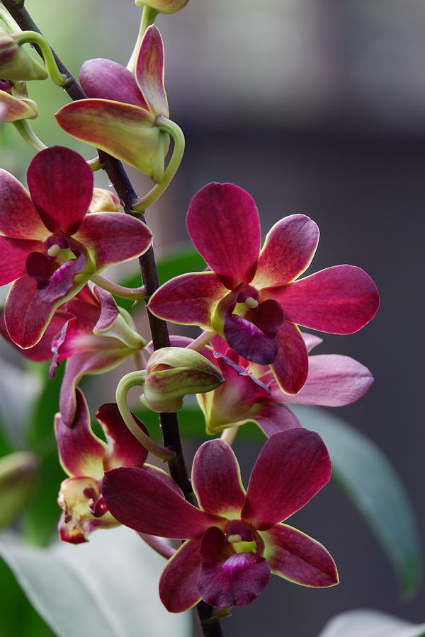 Beautiful Dendrobium Mangosteen In Full Bloom Photograph