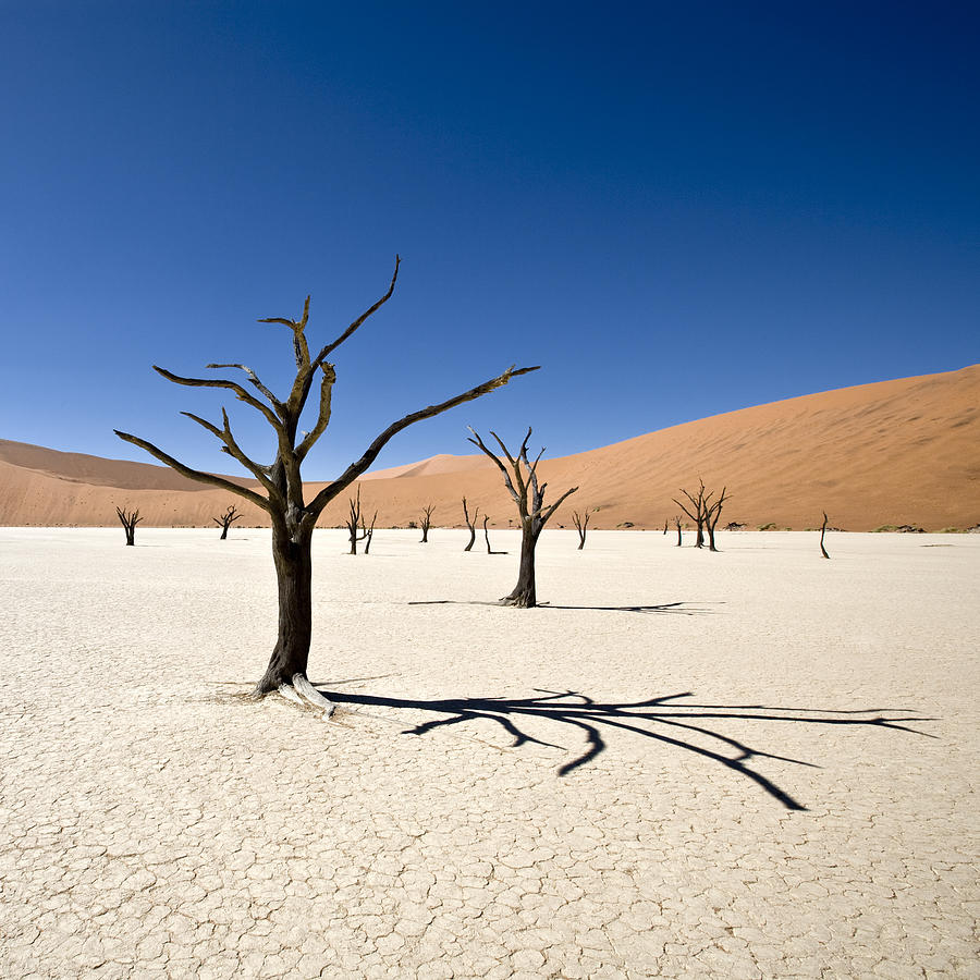 Beautiful Desert Dead Vlei Photograph by Mlenny