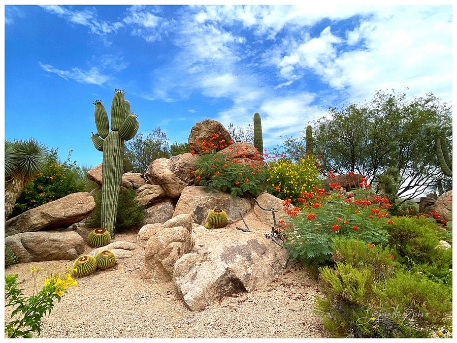 Beautiful Desert Landscape Photograph by Barbara Zahno - Fine Art America