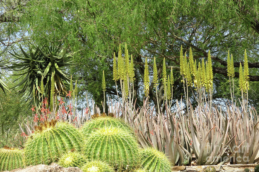 Beautiful Desert Plants Photograph by Elisabeth Lucas - Fine Art America