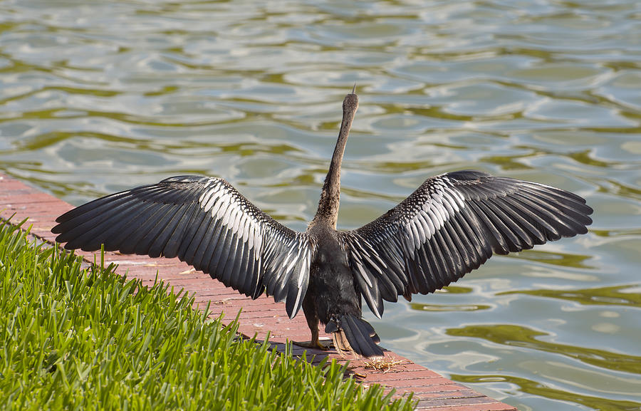 Beautiful details of Anhinga wings Photograph by Zina Stromberg