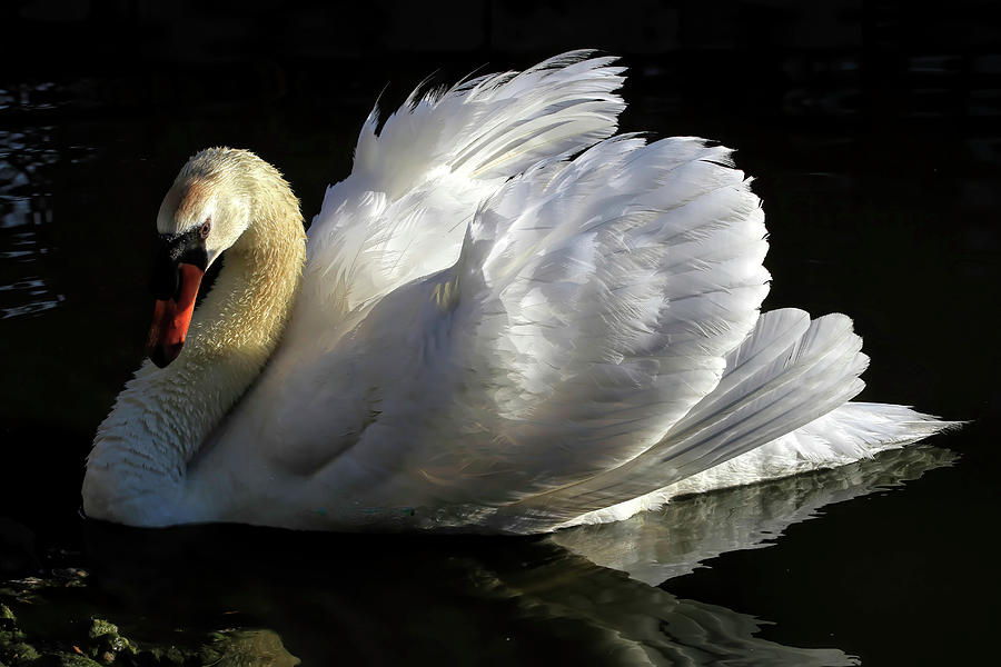 Swan Photograph - Beautiful Display by Donna Kennedy
