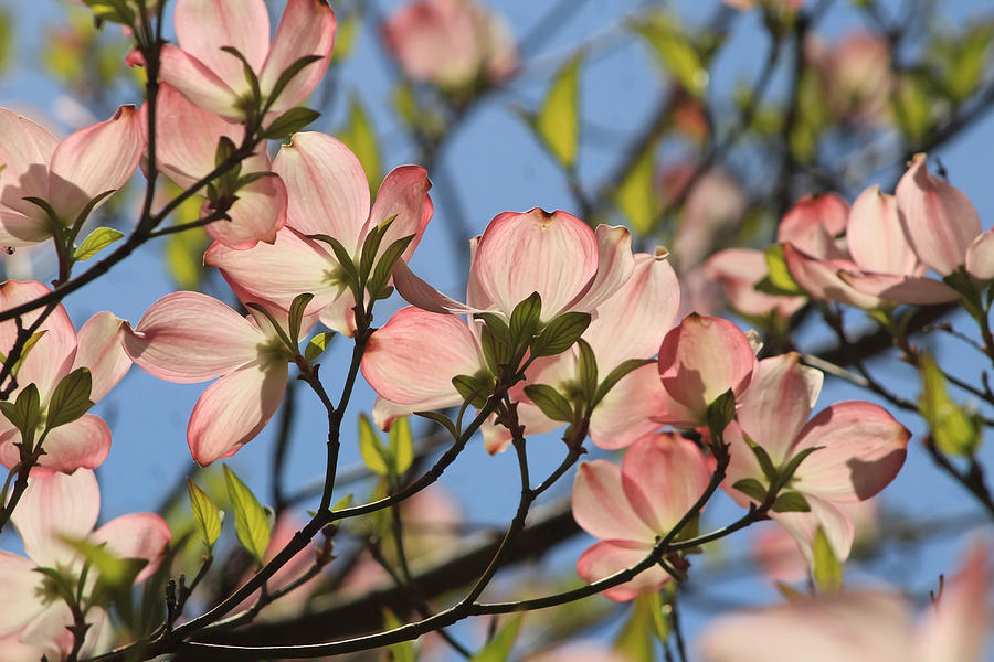 Beautiful Dogwood in the Sun Poster Copy Painting by Jake Danielle ...