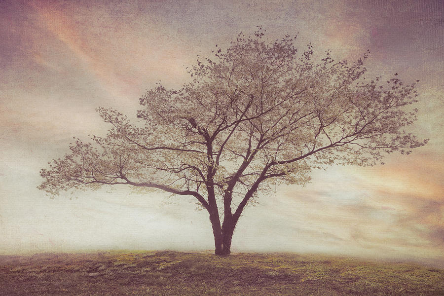 Beautiful Dogwood Tree in Neutral Sepia Tones Photograph by Debra and Dave Vanderlaan